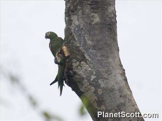 Image of Chestnut-fronted Macaw