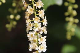 Imagem de Prunus virginiana var. demissa (Nutt.) Torr.