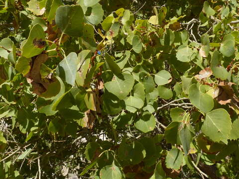 Image of Euphrates Poplar