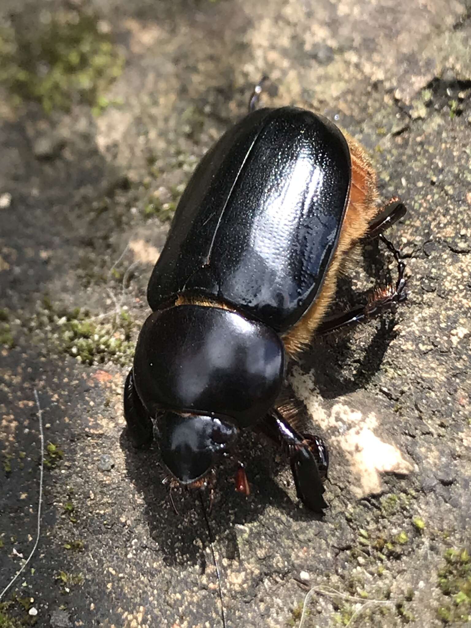 Ancognatha scarabaeoides Erichson 1847 resmi