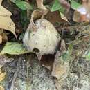 Image de Coprinopsis depressiceps (Bogart) Redhead, Vilgalys & Moncalvo 2001