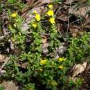 Image of Hibbertia inconspicua Ostenf.