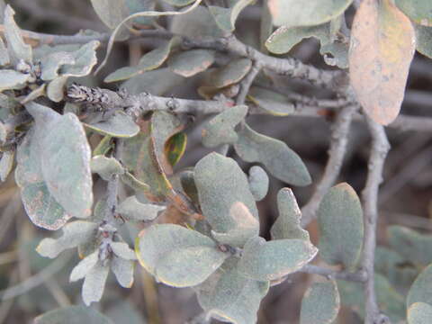 Image of Quercus microphylla Née