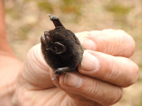 Image of Gould's Wattled Bat