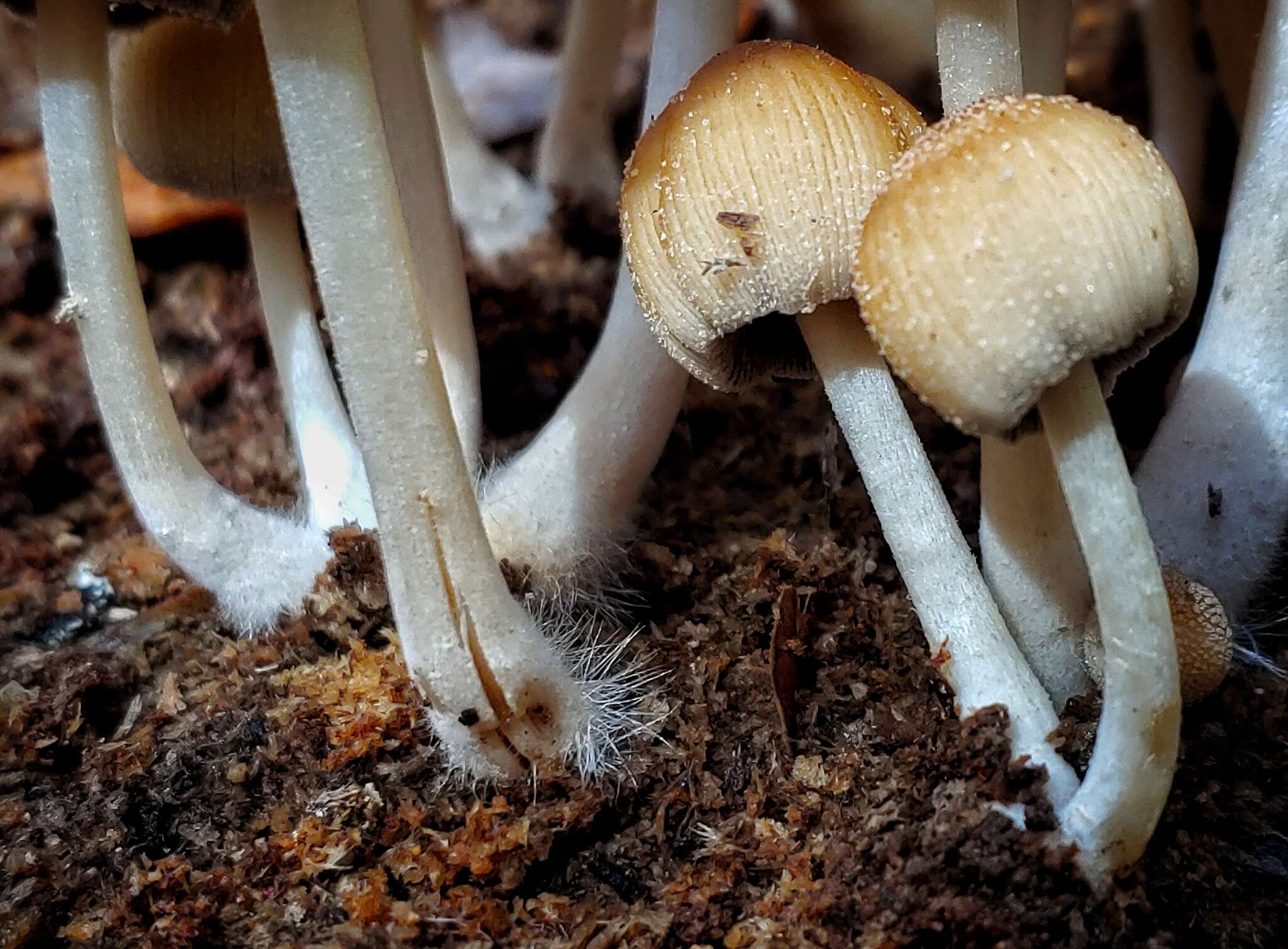 Coprinellus saccharinus (Romagn.) P. Roux, Guy García & Dumas 2006的圖片