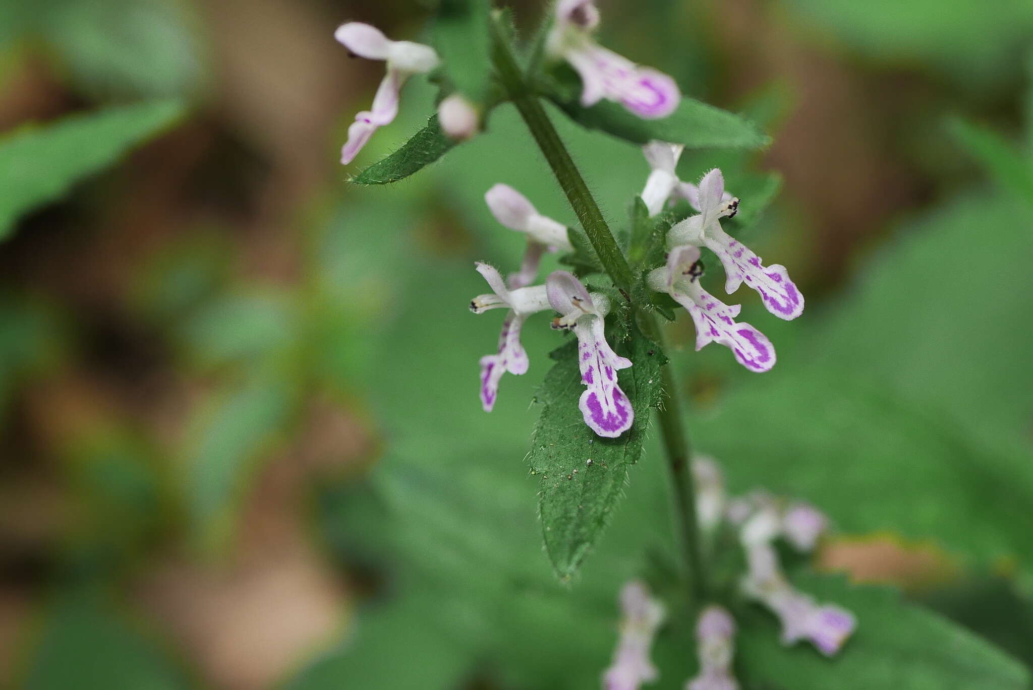 Stachys geobombycis C. Y. Wu resmi