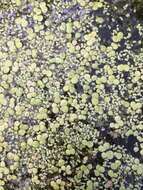 Image of Rootless Duckweed