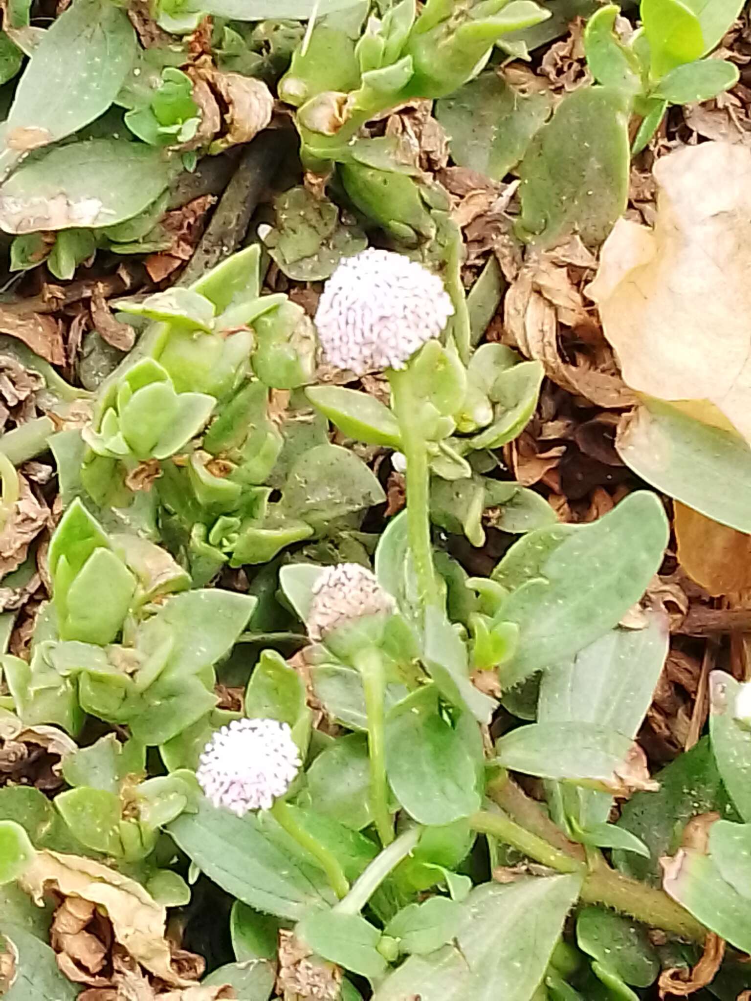 Spilanthes leiocarpa DC.的圖片