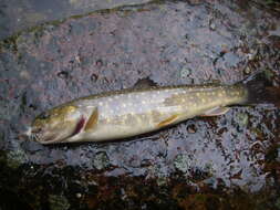 Image of Bull Trout