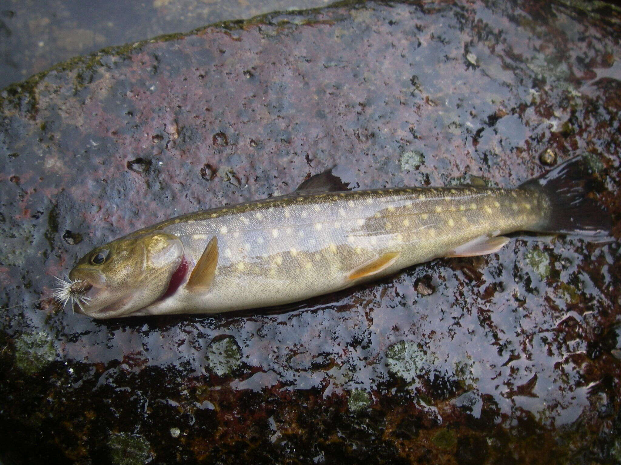 Image of Bull Trout