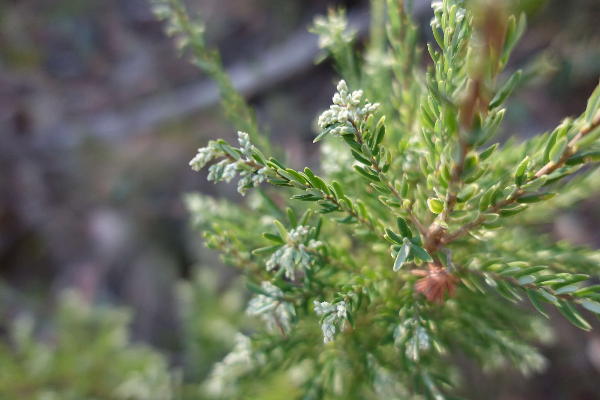 Image of Acrothamnus hookeri (Sond.) Quinn