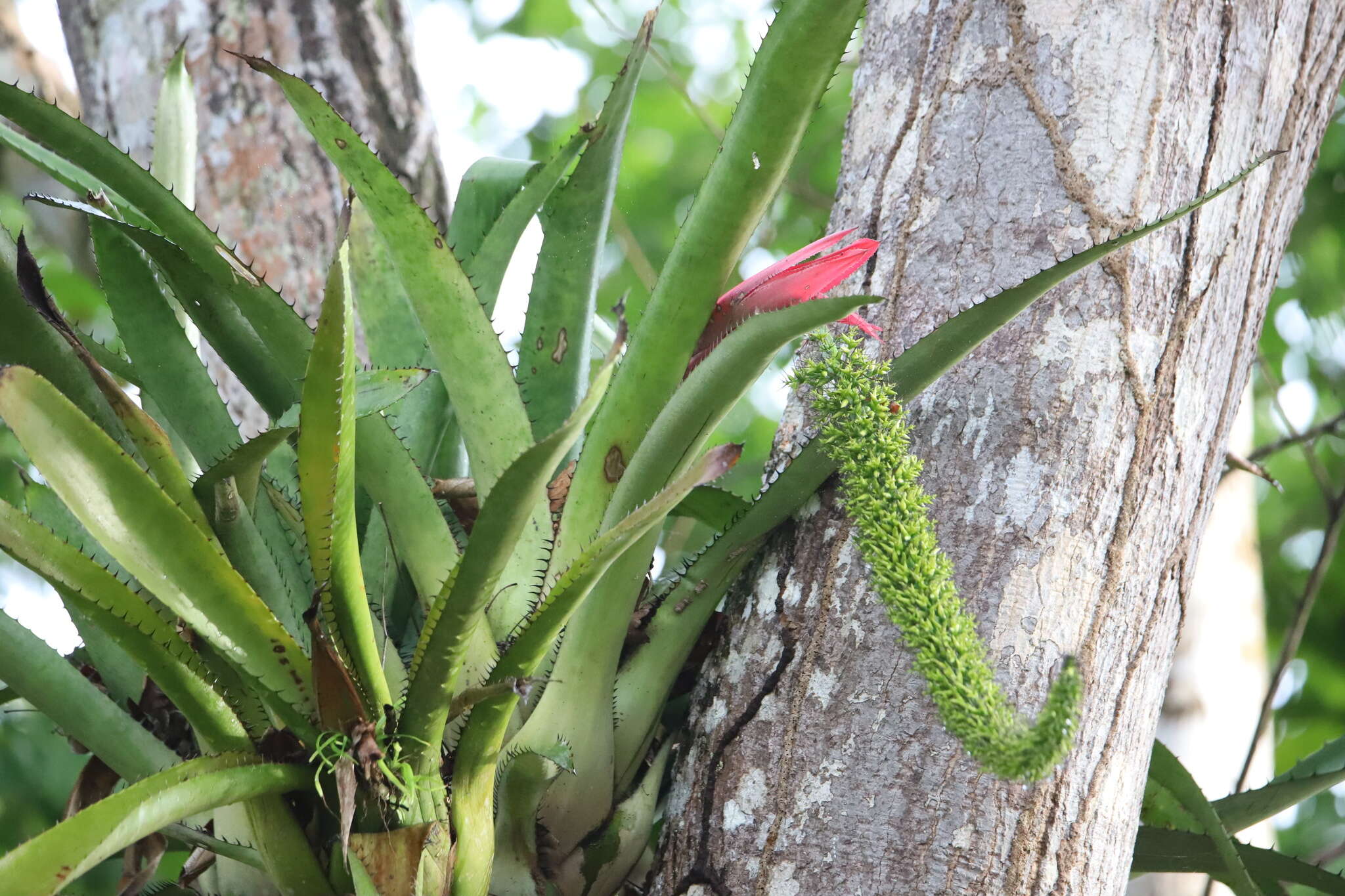 Image of Aechmea setigera Mart. ex Schult. & Schult. fil.