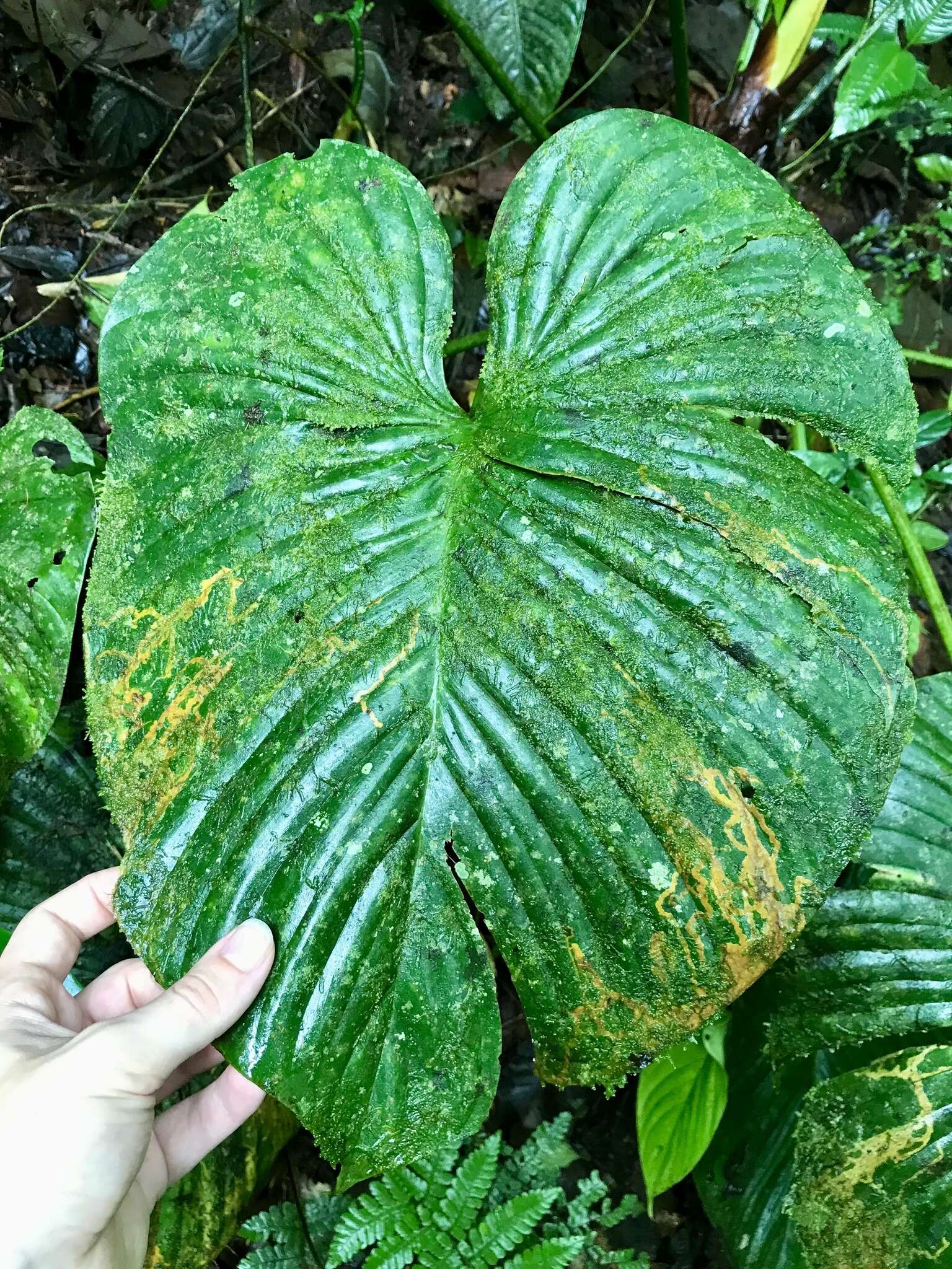 Image of Philodendron grandipes K. Krause