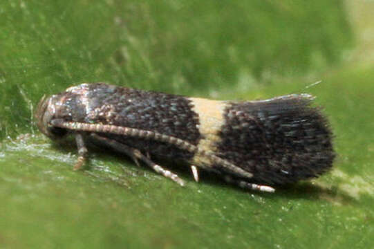 Image of Elachista chrysodesmella Zeller 1850