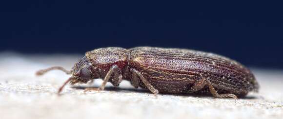 Lyctus cavicollis Le Conte 1866 resmi