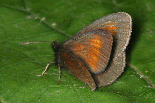 Image of Eriphyle Ringlet