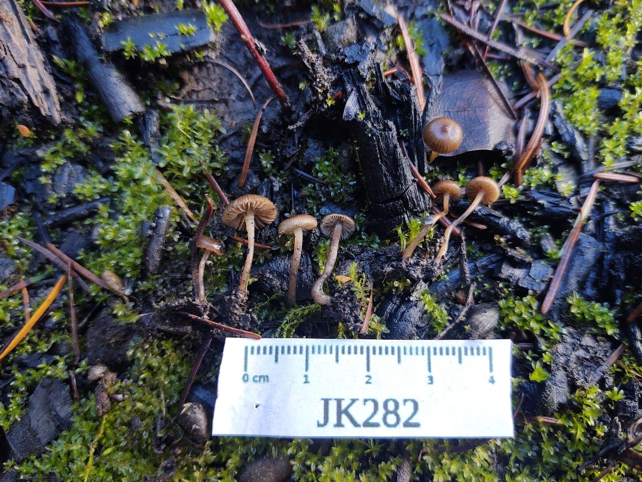 Слика од Tephrocybe anthracophila (Lasch) P. D. Orton 1969