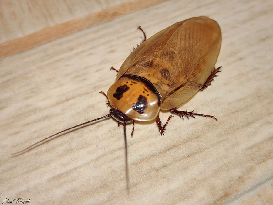 Image of Eublaberus distanti (Kirby & W. F. 1903)