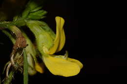 Image of Diphysa puberulenta Rydb.