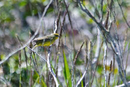 Image of Stripe-tailed Yellow Finch