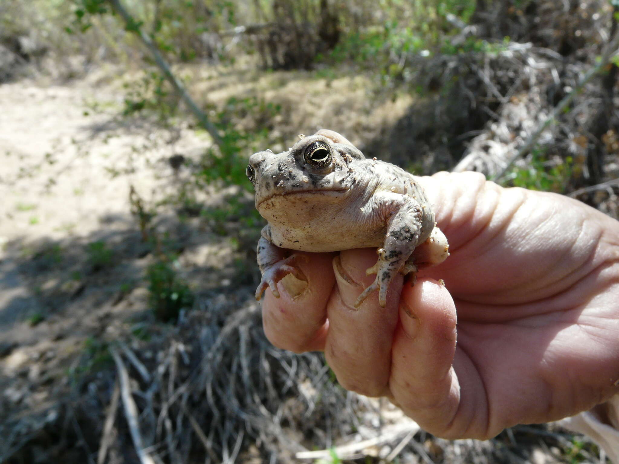 Image of southwestern toad