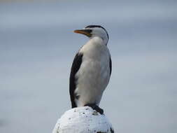 Image of Dwarf cormorants