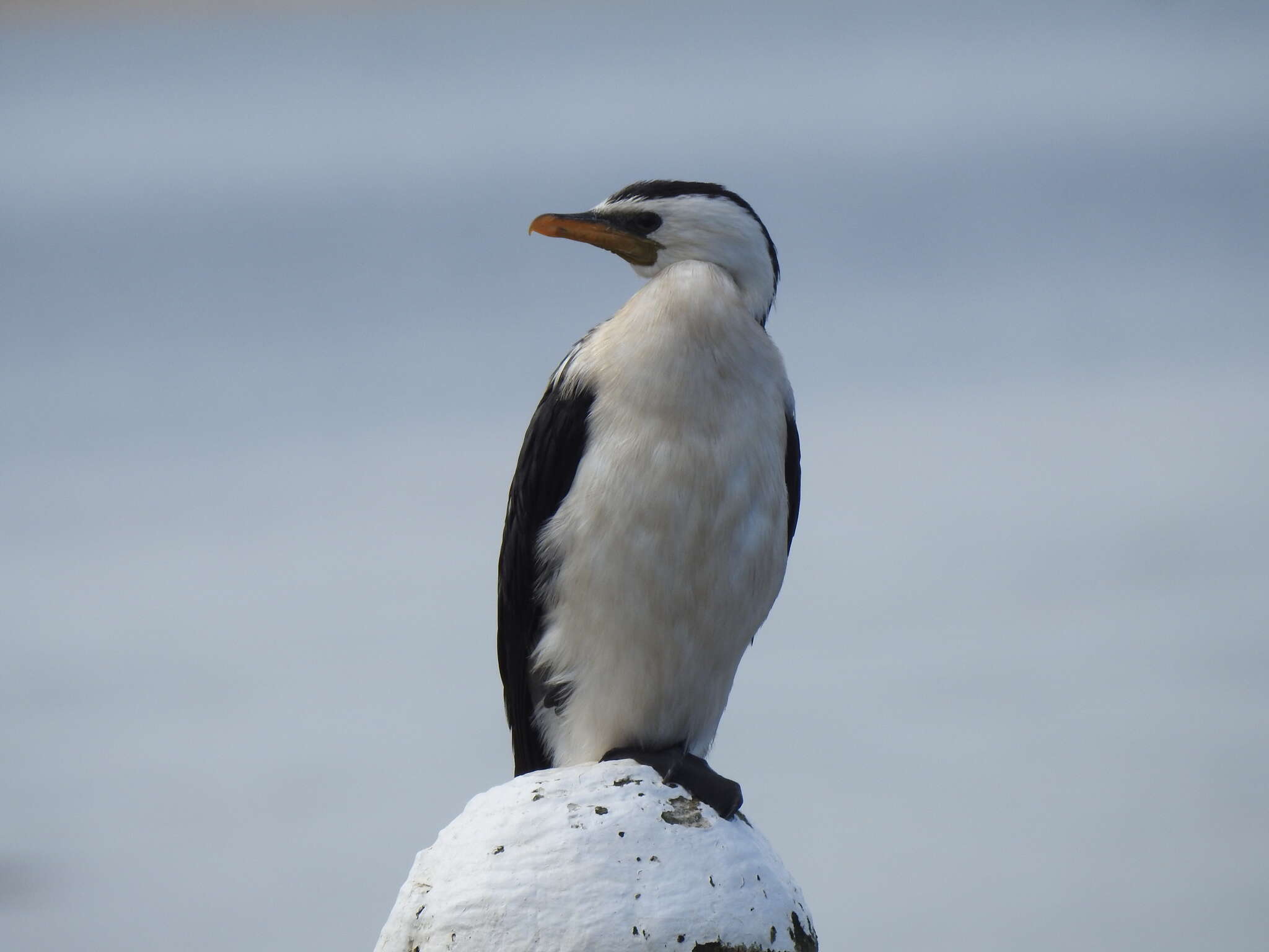 Image of Dwarf cormorants