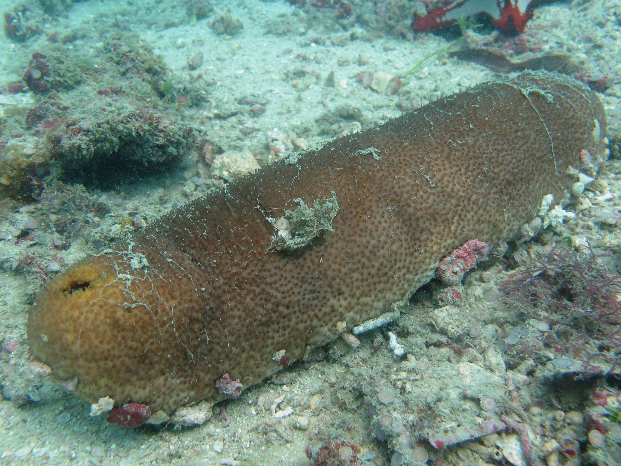 Image of Brown Sandfish