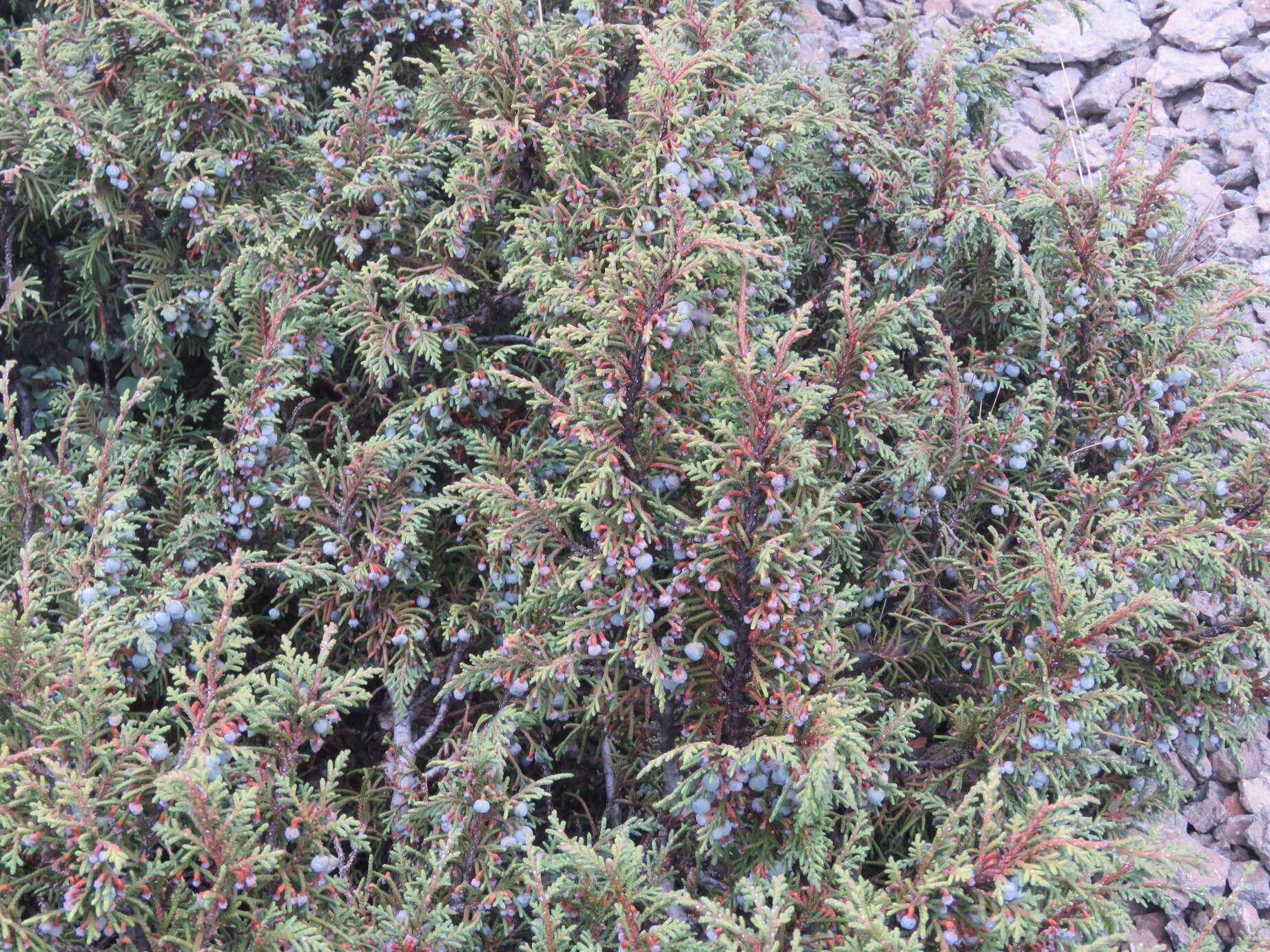 Image of Juniperus monticola subsp. compacta