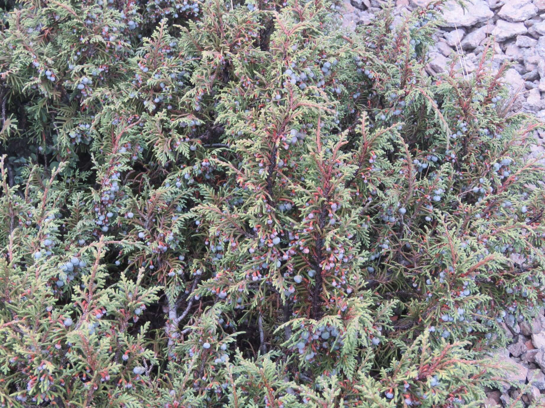 Image de Juniperus monticola subsp. compacta