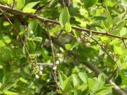 Image of Ziziphus rugosa Lam.