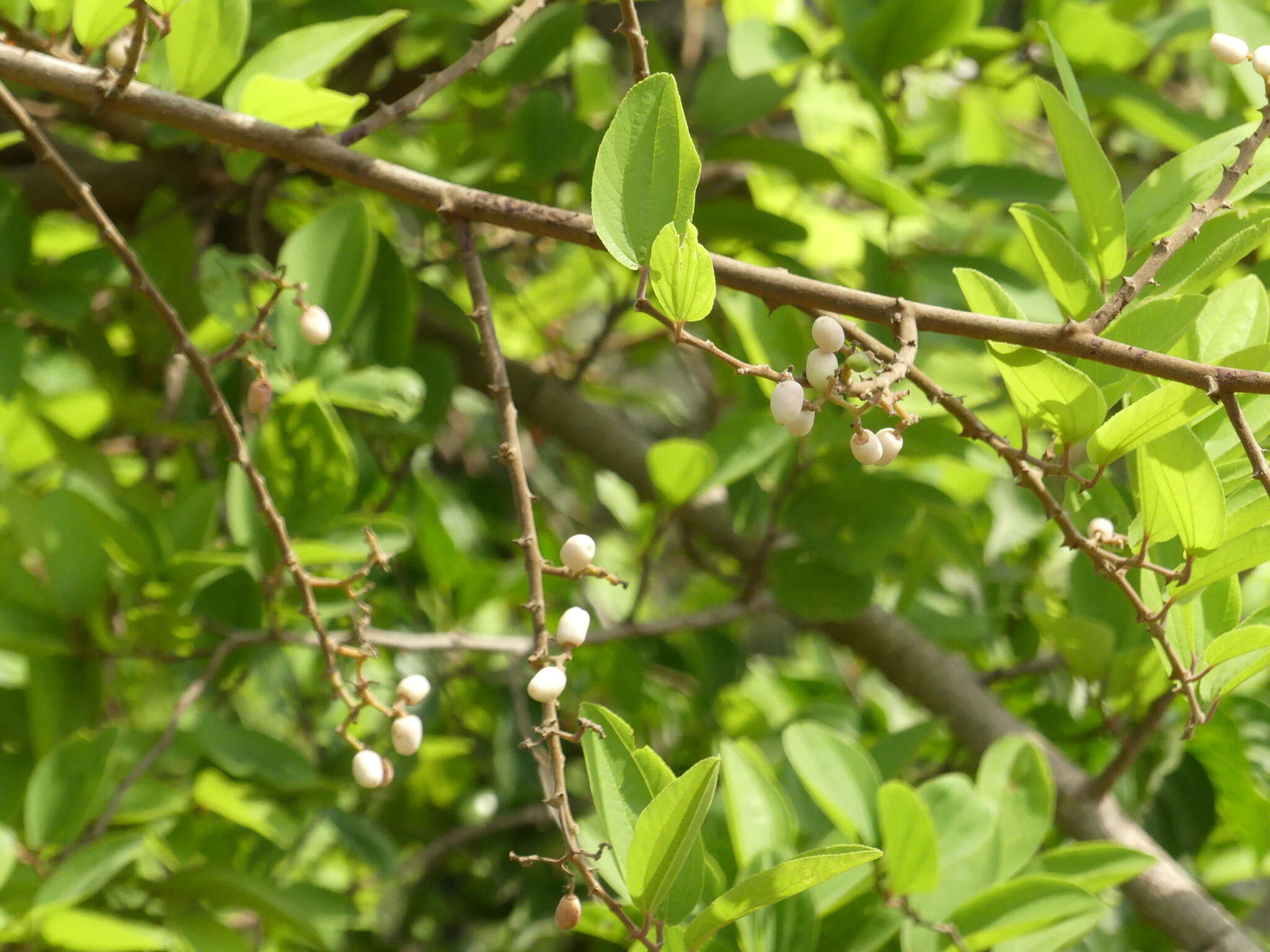 Sivun Ziziphus rugosa Lam. kuva