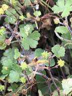 Image of Hydrocotyle benguetensis Elm.