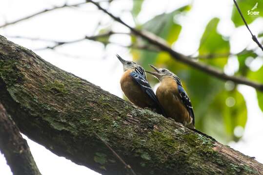 Image of Beautiful Nuthatch