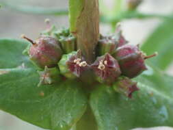 صورة Ammannia robusta Heer ex Regel