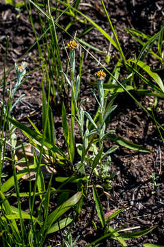 Sivun Helichrysum aureonitens Sch. Bip. kuva