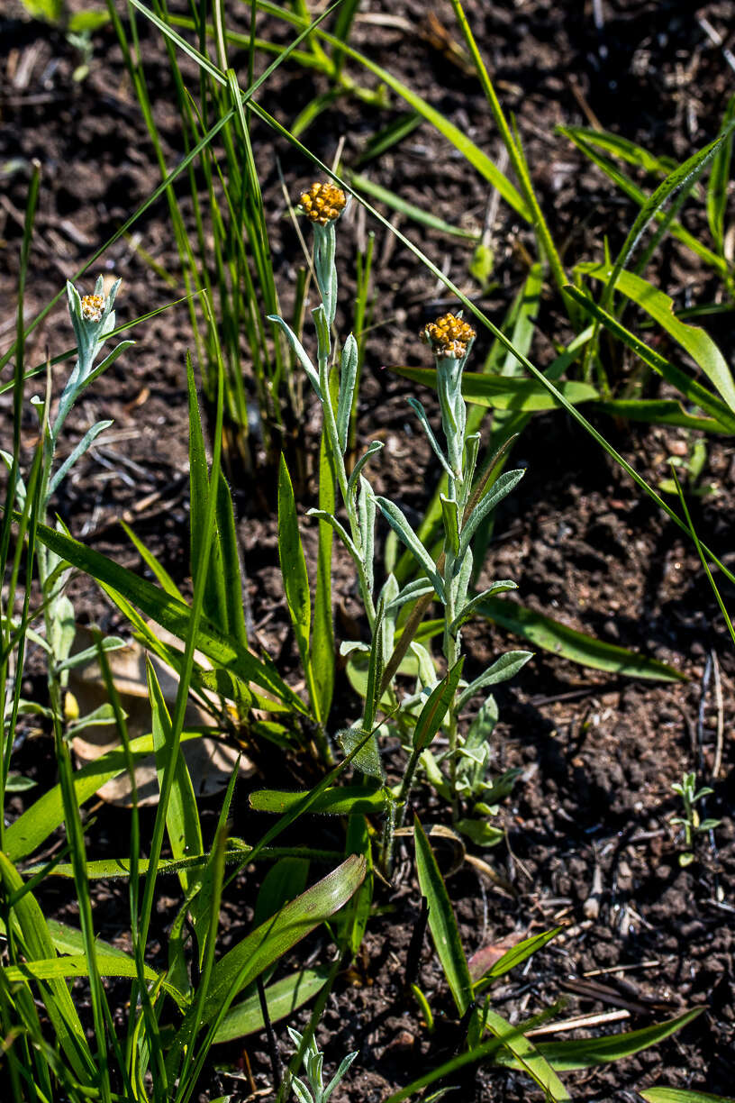 Imagem de Helichrysum aureonitens Sch. Bip.