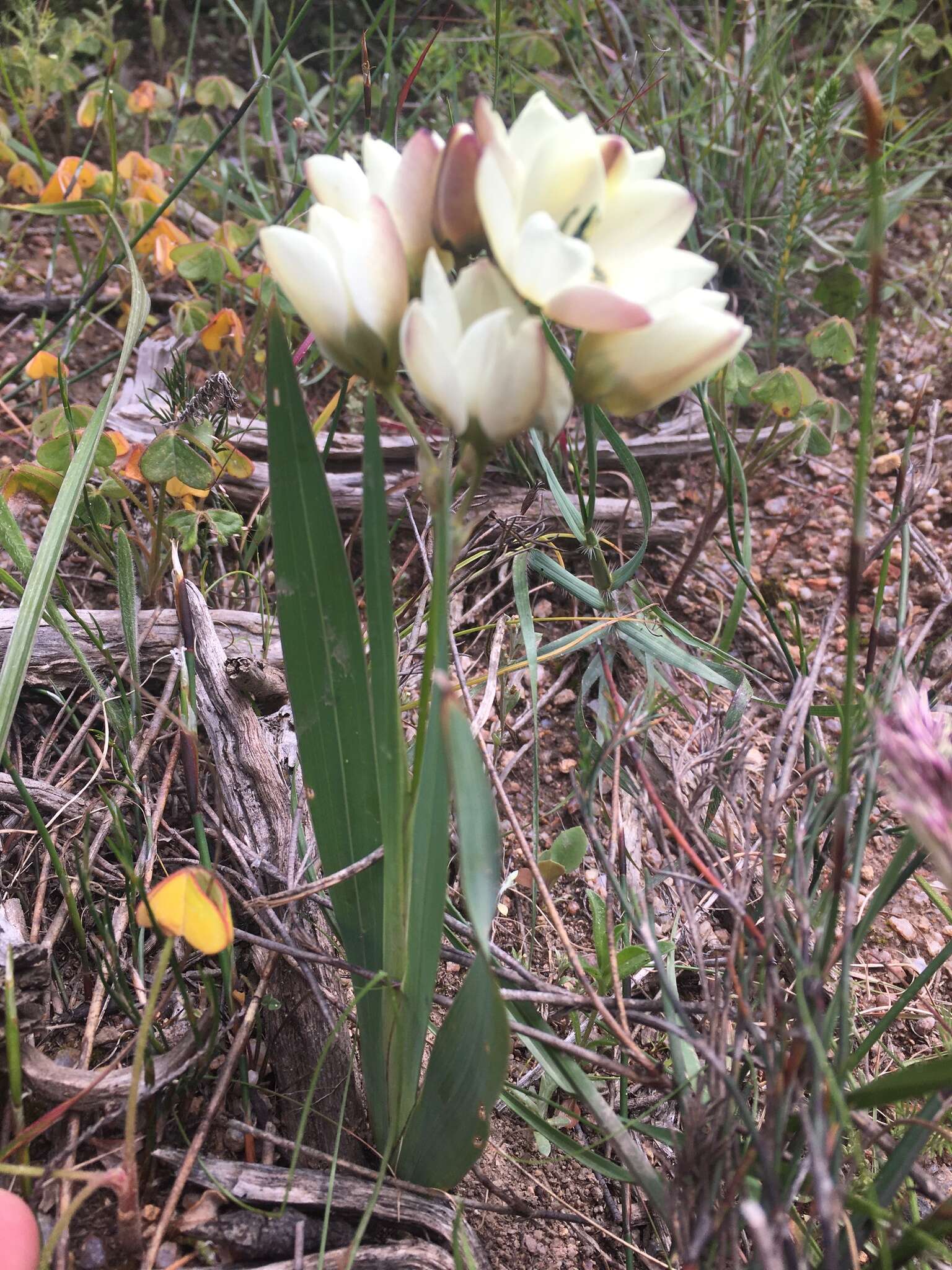 Image of Ixia abbreviata Houtt.