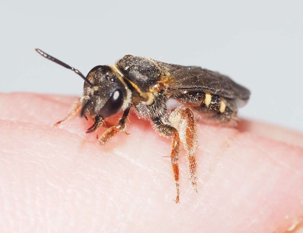 Lasioglossum bicingulatum (Smith 1853)的圖片