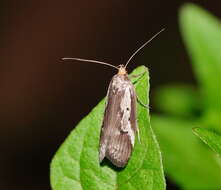 Image of Philobota partitella Walker 1864