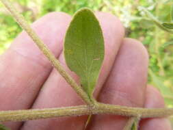 Plancia ëd Eupatorium linearifolium Walt.