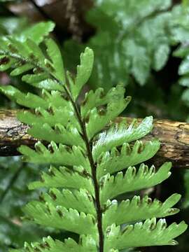 Sivun Hymenasplenium cheilosorum (Kunze ex Mett.) Tag. kuva