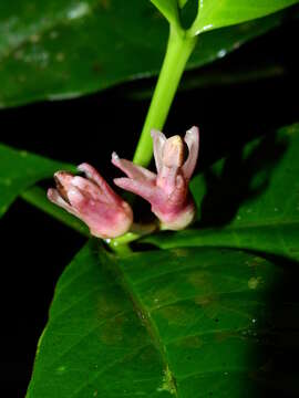 Imagem de Tabernaemontana macrocalyx Müll. Arg.