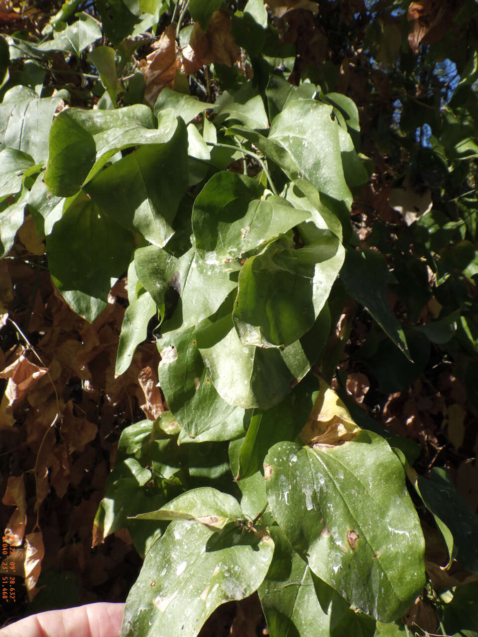 Image de Smilax californica (A. DC.) A. Gray