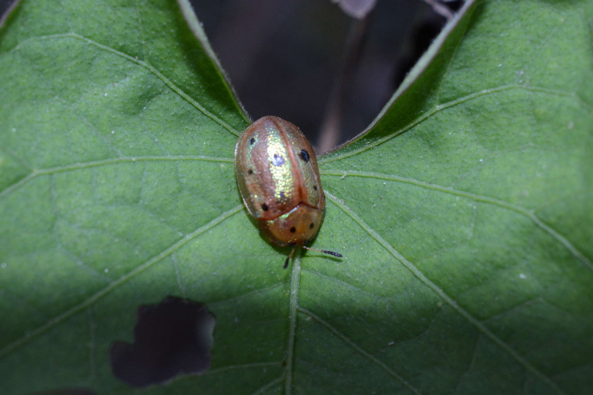 Plancia ëd Phytodectoidea duodecimsignata (Boheman 1854)