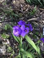 Image of spiderwort