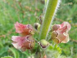 Scrophularia grandiflora DC. resmi