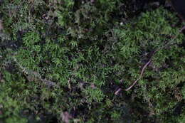 Image of Calymperastrum latifolium Stone 1986