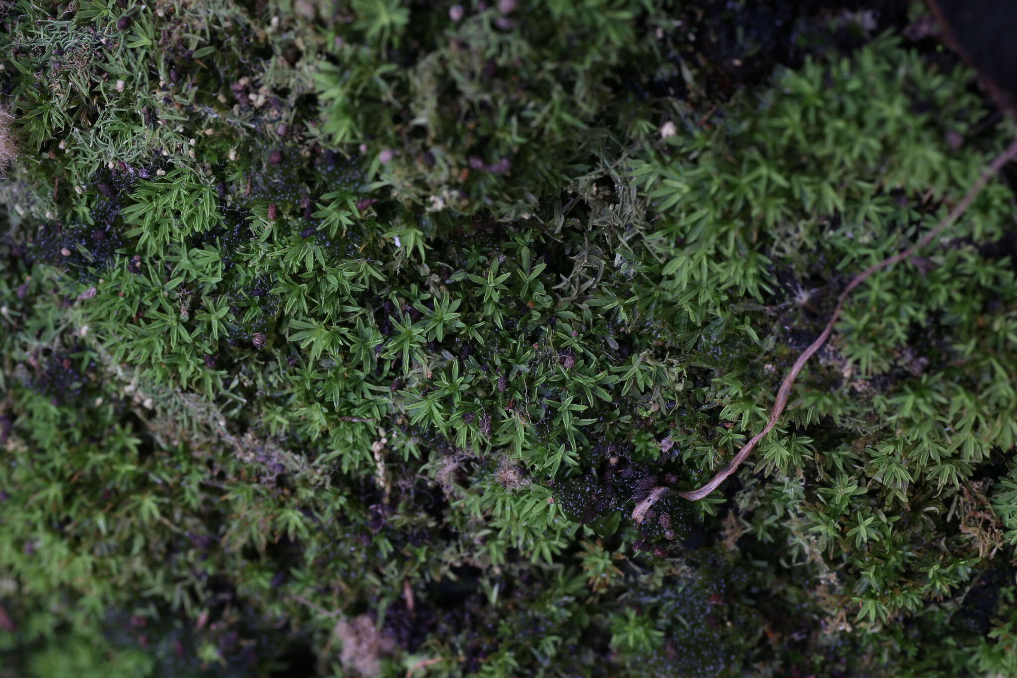 Calymperastrum latifolium Stone 1986的圖片