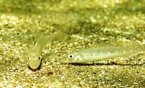 Image of Yellowfin whiting